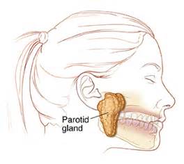 blocked prada glad|Parotid Duct Obstruction .